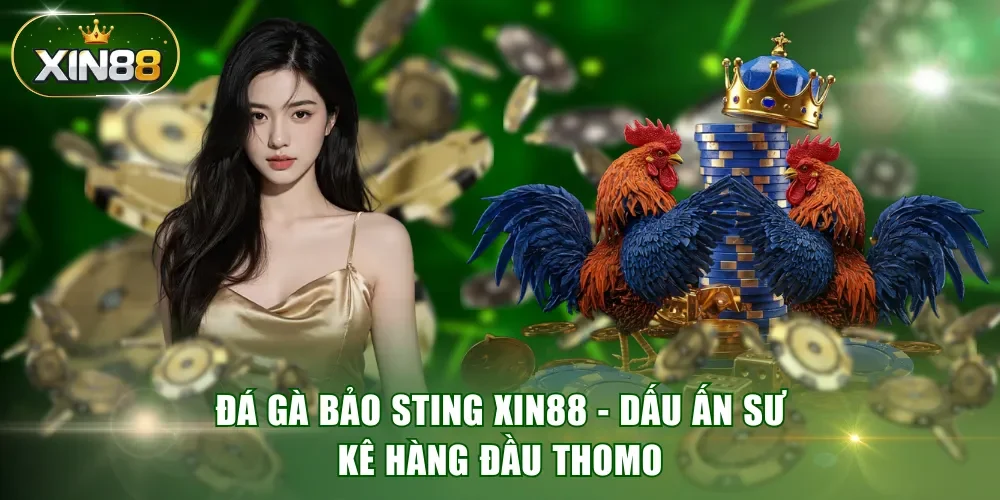 Đá gà Bảo Sting XIN88